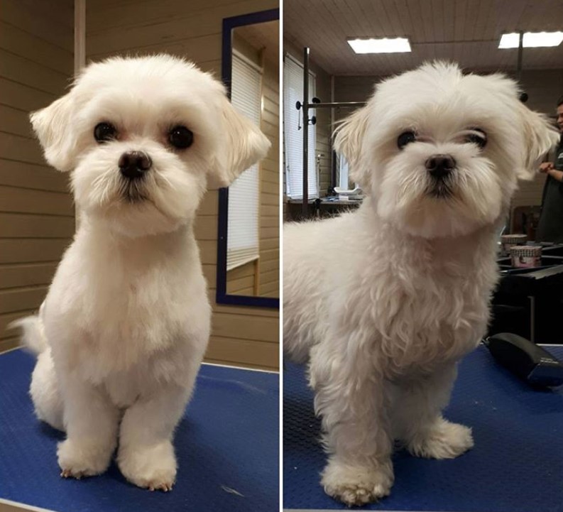 Maltese haircut, its hair all over is trimmed and brushed.