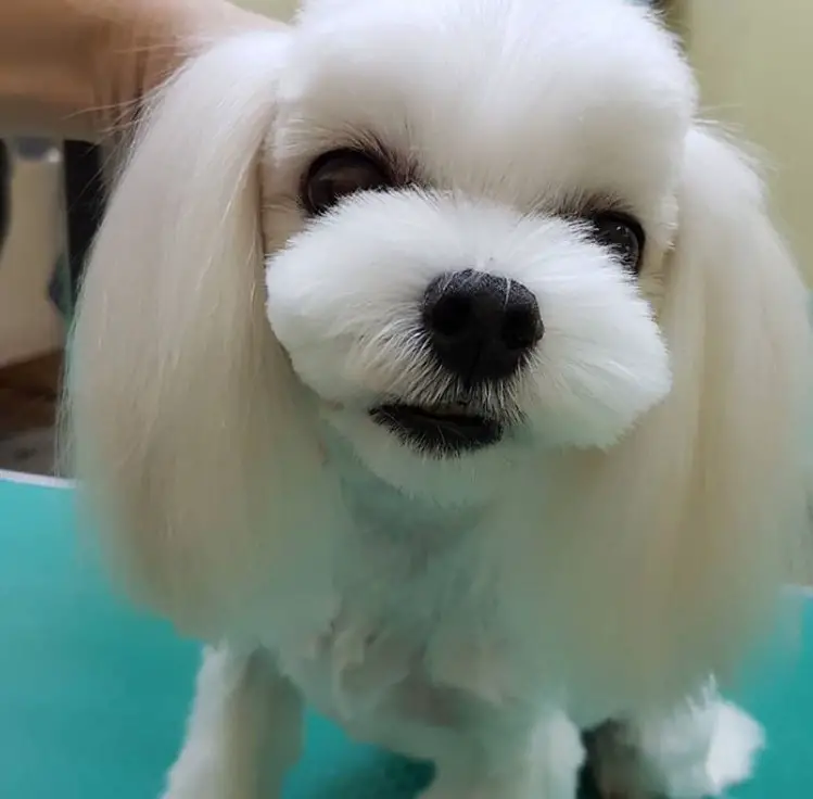 White Maltese puppy with most of its fur is trimmed except the hair on its ears that is kept long