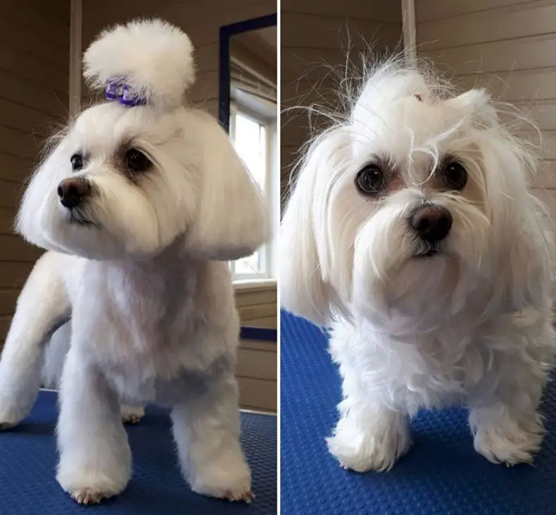 before and after pic of Maltese. bob cut while the rest of her body is fluffy, it also has a cute bun tied with purple ribbon.