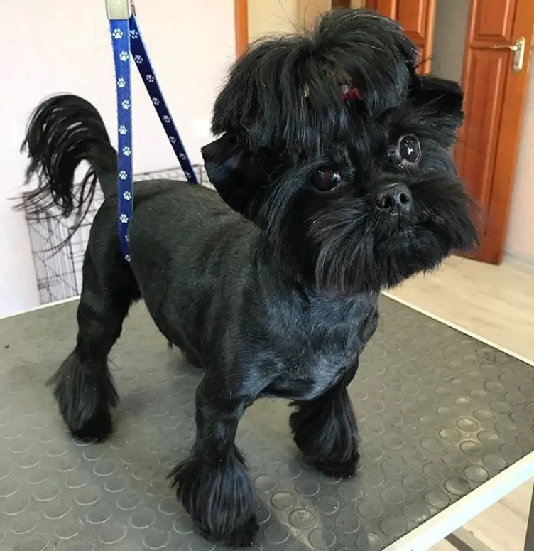 black Maltese with a unique haircut, the hairs on its face is kept long, its hair on top is tied too that creates a bangs, the rest of its body's hair is cut short leaving its feet's hair is kept long just enough to drag on the ground and its tails has long and straight hair