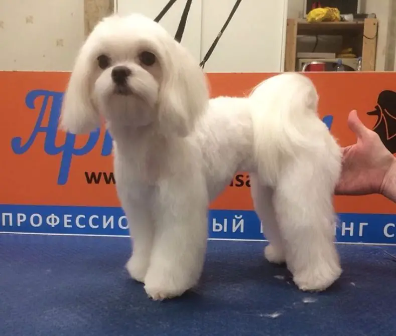A maltese haircut that leaves the hair on its legs fluffy while the rest of the body is trimmed short, its ears' hair are straight and long up to its chin, it also has a mustache.