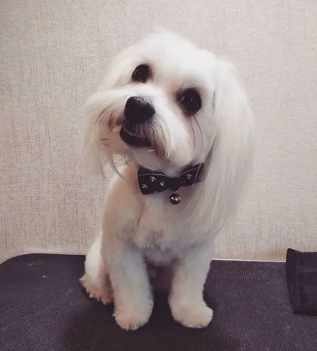 White maltese with long hair on its ears and has mustached white the rest of its body is trimmed short