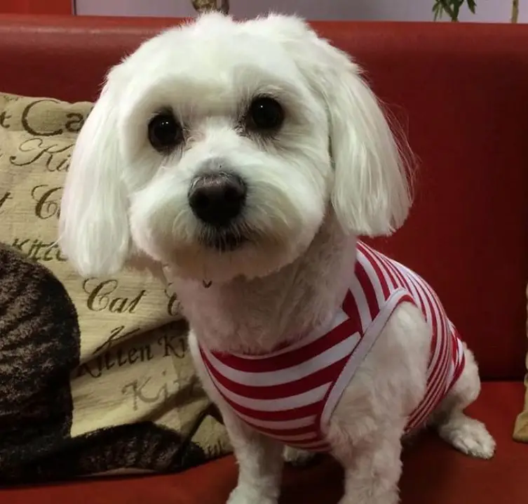 cute white maltese in bob cut wearing a striped sweater