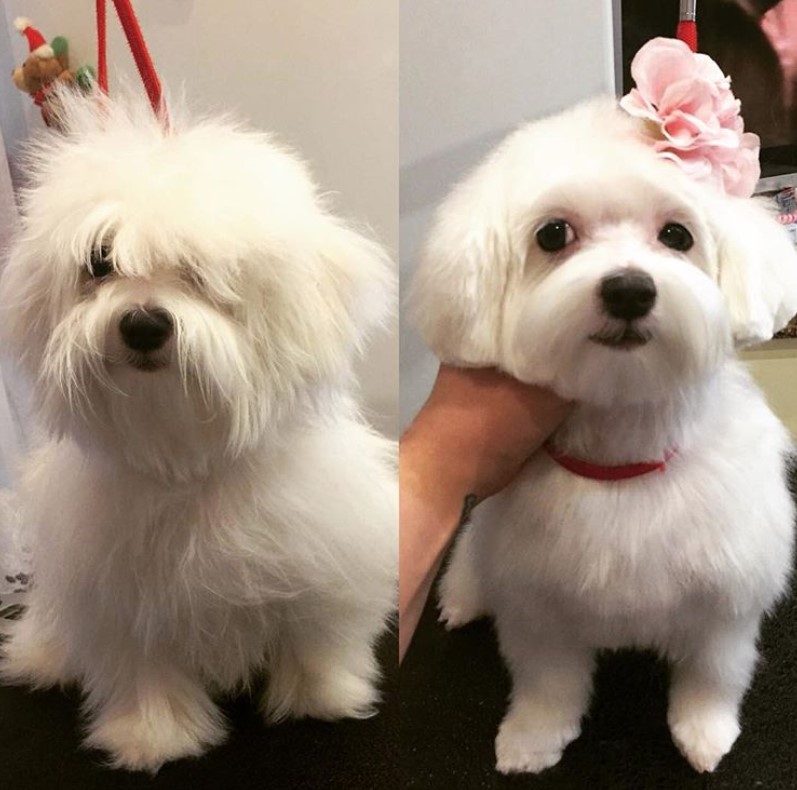 Before and after haircut of white Maltese with a cute bob cut and pink floral on its hair. The rest of its body is trimmed short