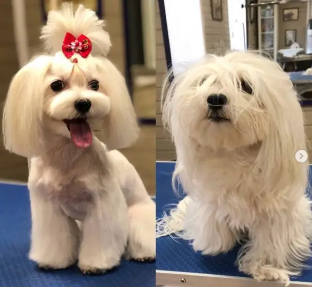 Smiling Maltese with a medium length haircut styled with cute red ribbon