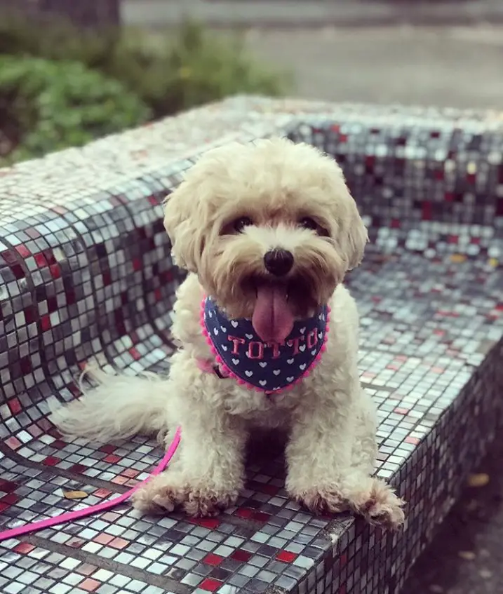 sitting Maltipoo with its tongue out