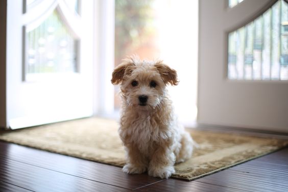 cute Maltedoodle puppy sitting on the carpet at the door
