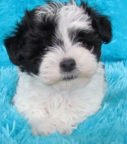 black and white cute Malt-A-Poo resting on a blue feather carpet