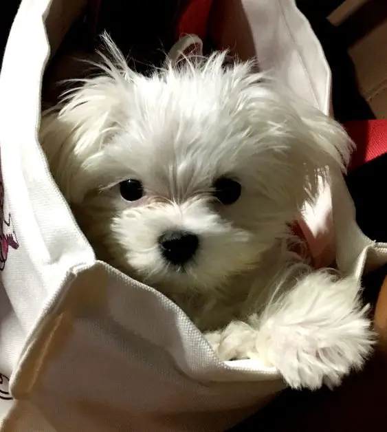 white Malt A Poo puppy inside a bag
