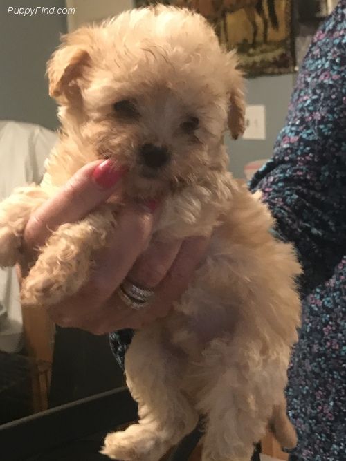 holding a Malta-Poo puppy