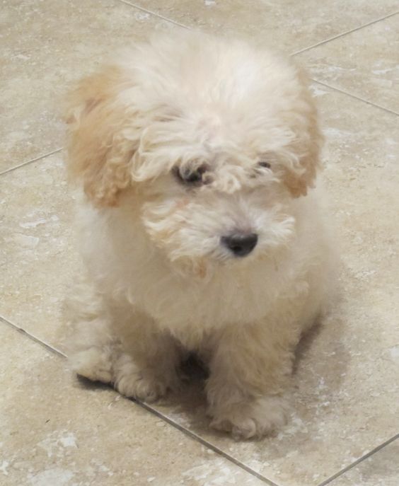 white cute Maltapoo puppy sitting on the floor