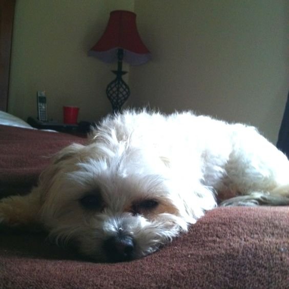 white Malti-Poodle lying in the bed