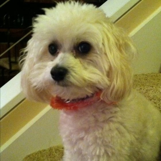 white Maltipoodle sitting