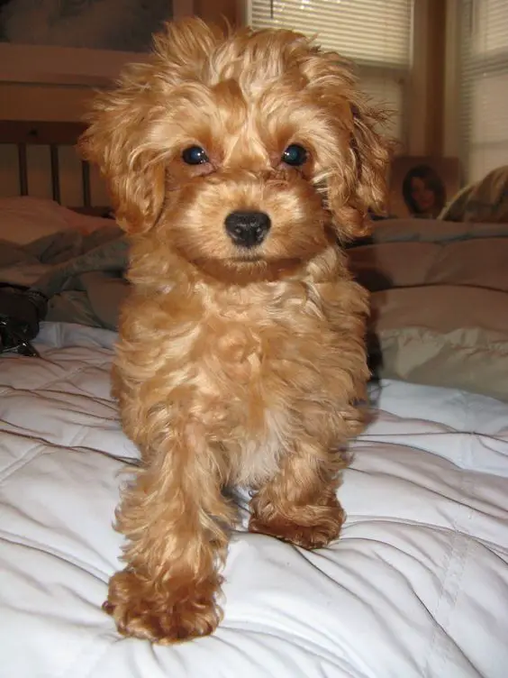 golden colored curly hair Malte-Poo in bed