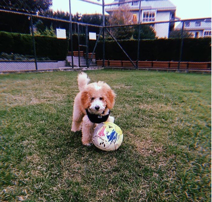 Maltipoo in the playground with its ball