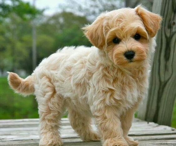 Maltipoo puppy with curly thick hair