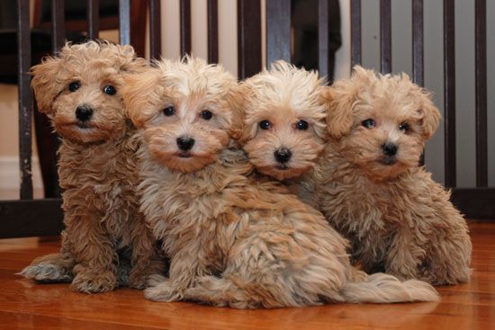 four adorable curly thick haired Maltepoo puppies sitting on the floor