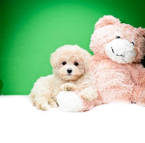 cute white Maltesepoo sitting beside a big teddy bear stuffed toy