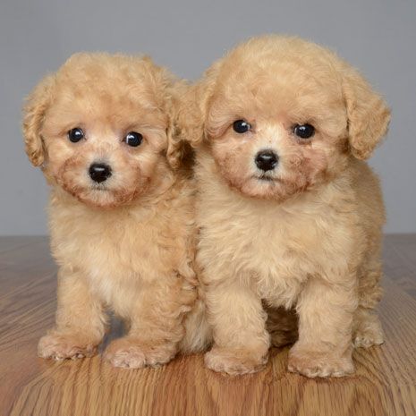 two cute Maltese-Poodle puppies beside each other