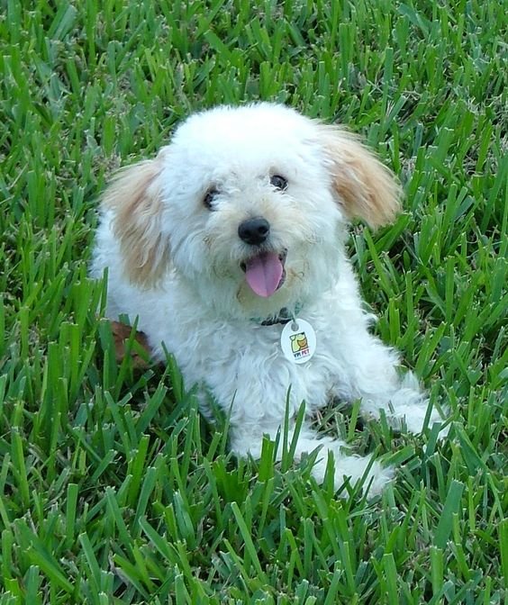 Moodle resting on the green grass