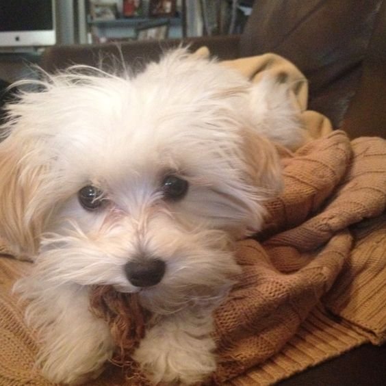 Multa-Poo dog dog chewing a blanket on the couch