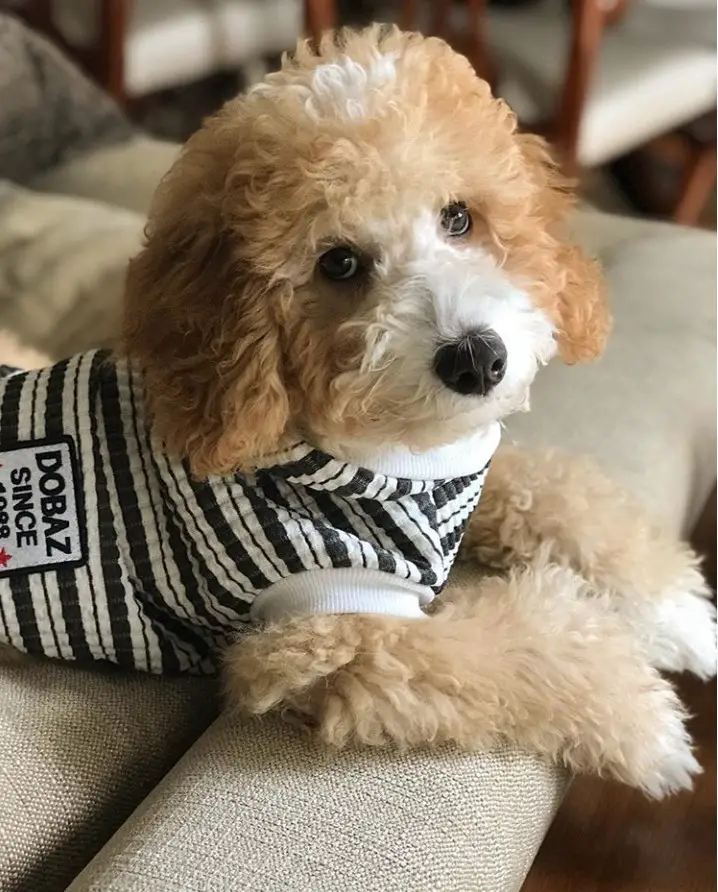Maltese / Poodle Mix resting on the couch wearing its striped black and white sweater