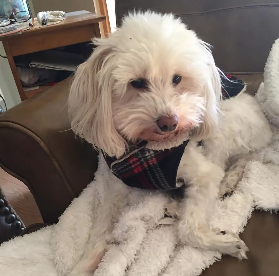 white Malti-Doodle sitting on the couch