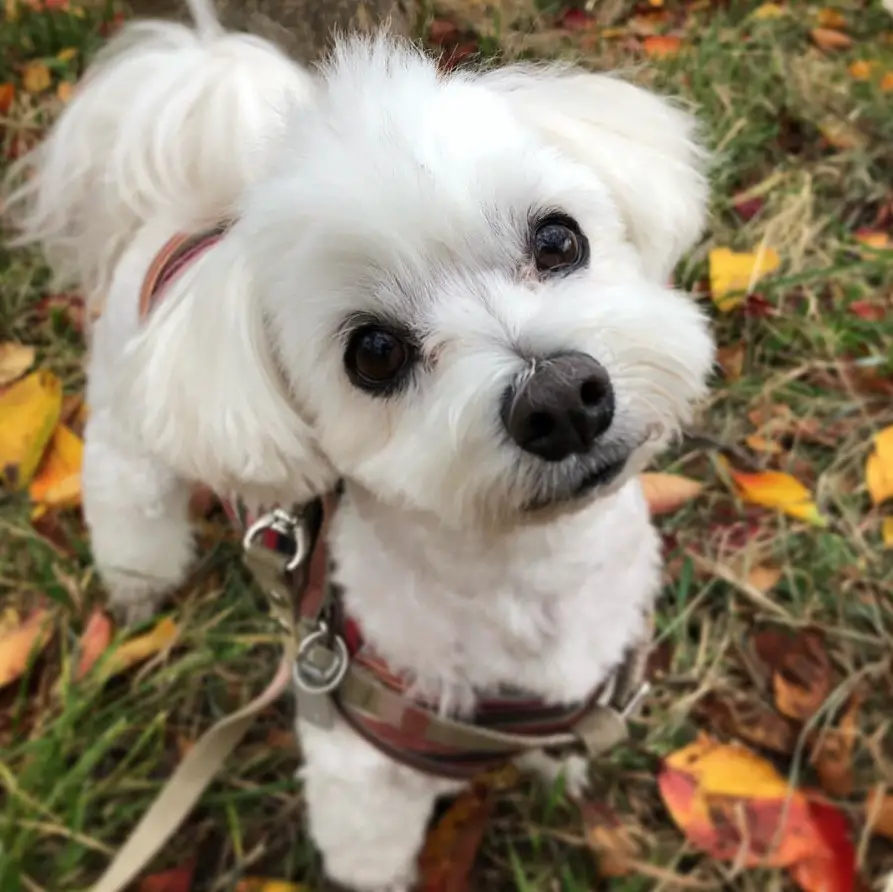 white Malti-Doodle puppy at the park with dried leaves on the green grass 