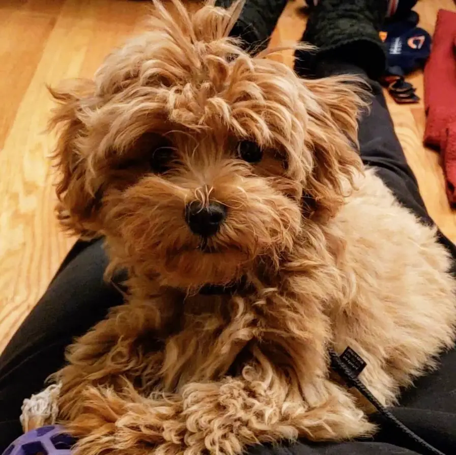 golden curly haired Maltipoo resting on its owners lap