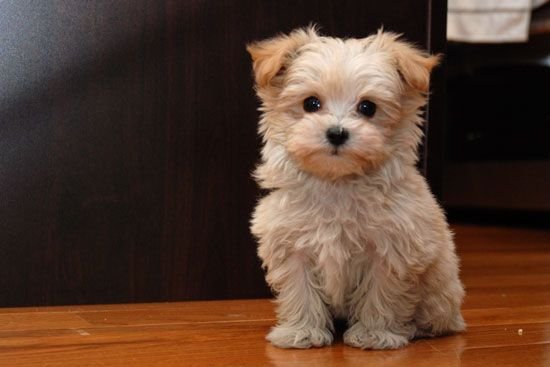 Malt-A-Doodle puppy sitting on the floor