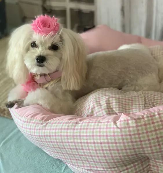 Malt A Doodle with pink rosette on top of its head resting in its pink girly bed