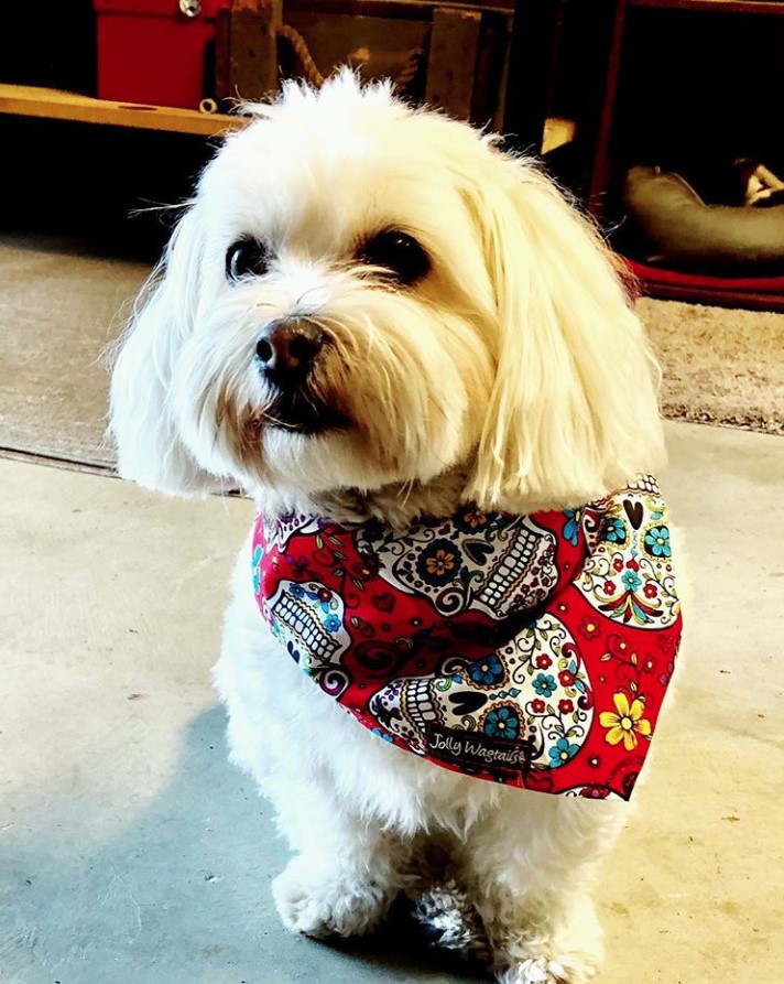 A Mal-Tzu wearing a red scarf while standing on the floor