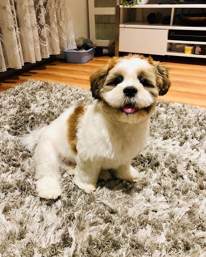 A Malti Tzu sitting on the carpet while smiling