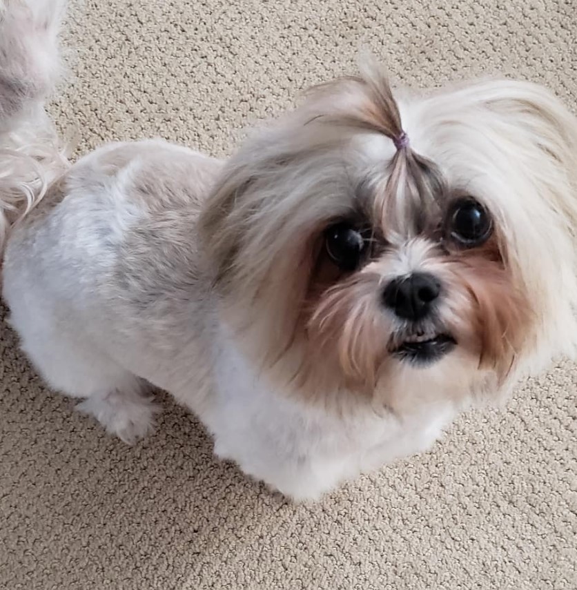 A Malshi sitting on the carpet while looking up with its begging face