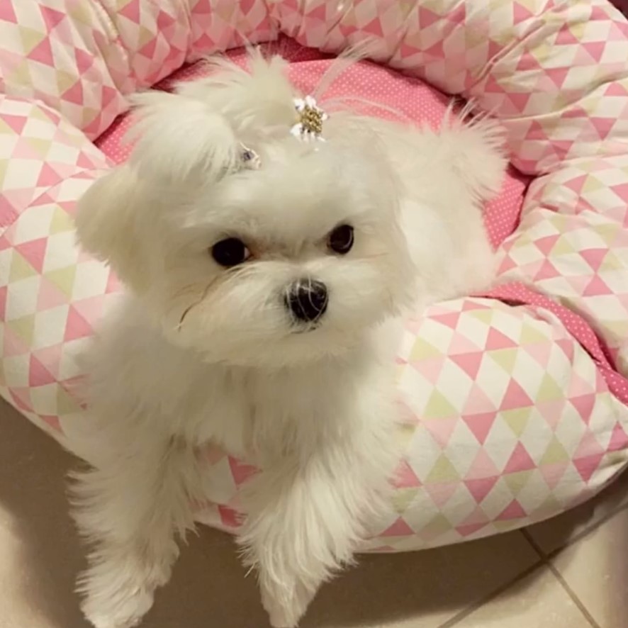A Cute Malshi lying on its pink bed