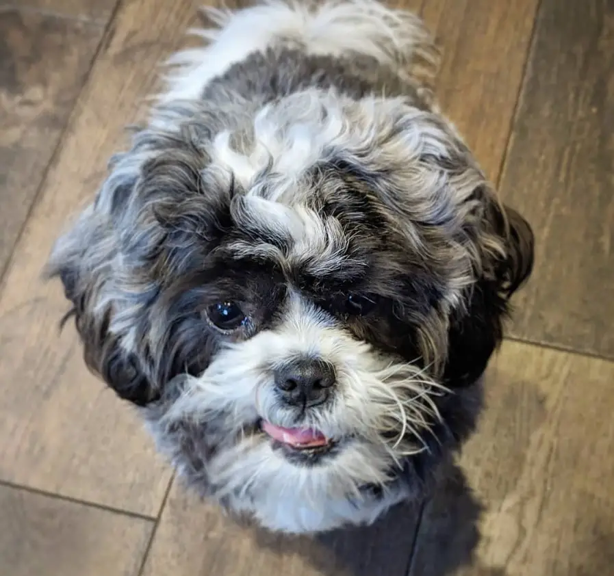 Shih-tese sitting on the floor with its begging face