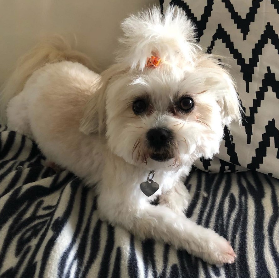 A white Shih-tese lying on the couch