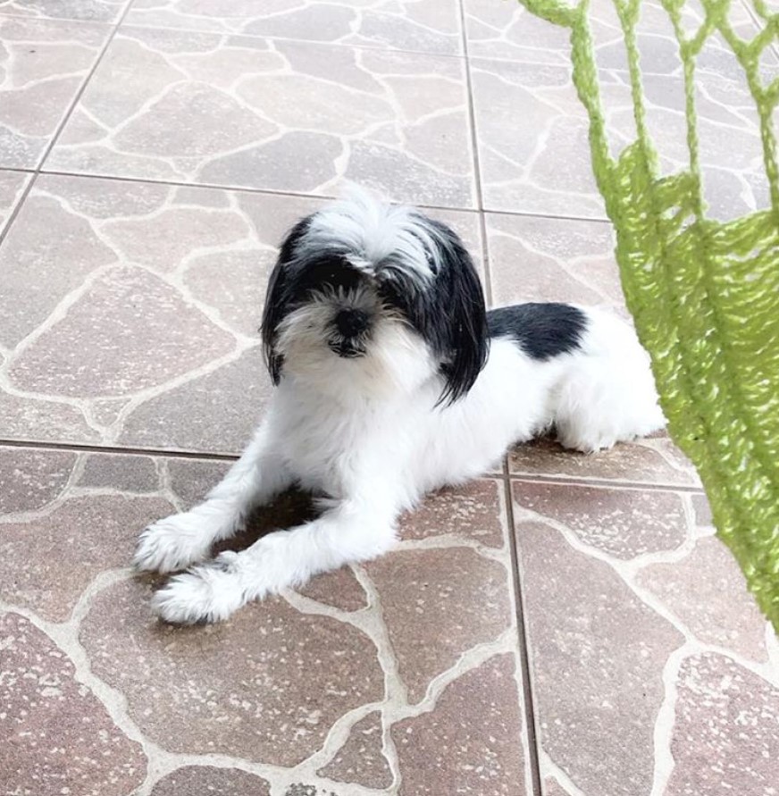 A Mal-Tzu dog lying on the floor