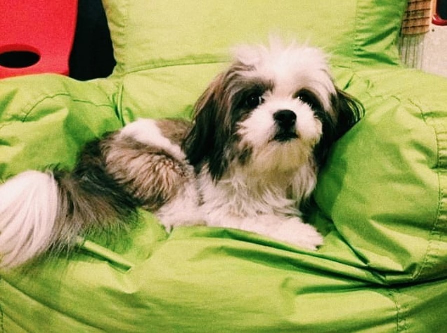 Shihtese dog lying on the chair