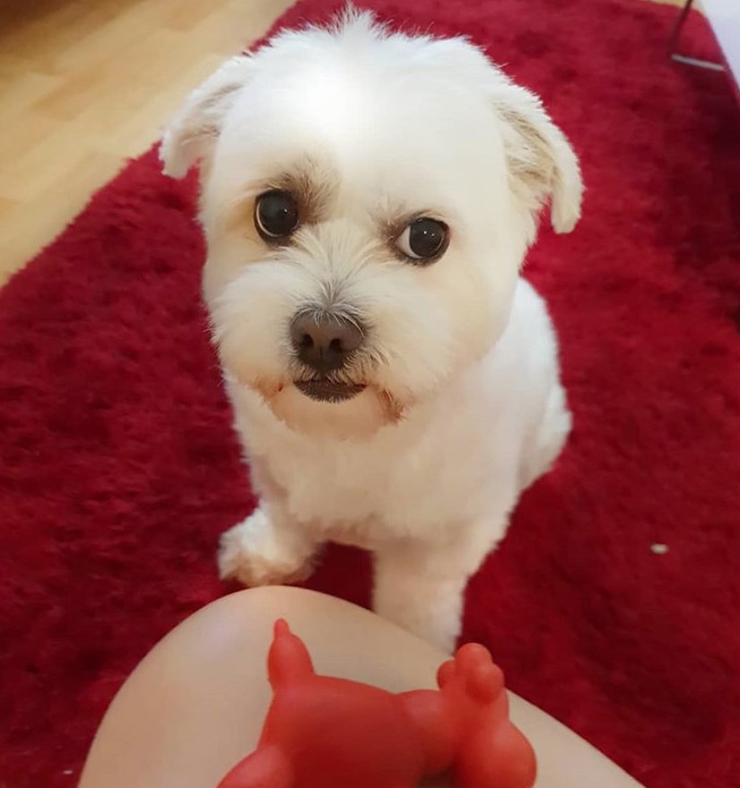 A Shima dog sitting on the carpet with its begging face