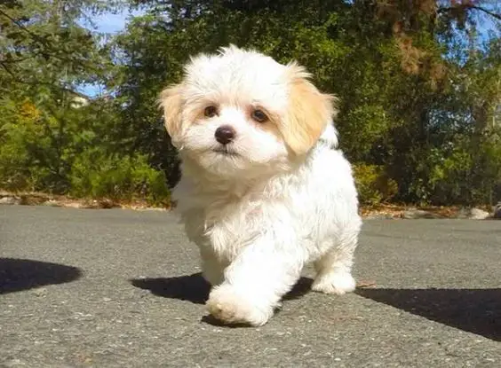 A Cute Shihtese walking in the pavement at the park