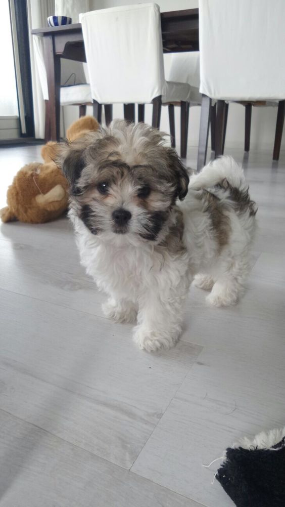 A Shihtese pup standing on the floor