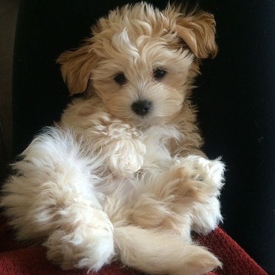 A Shima puppy sitting on the couch