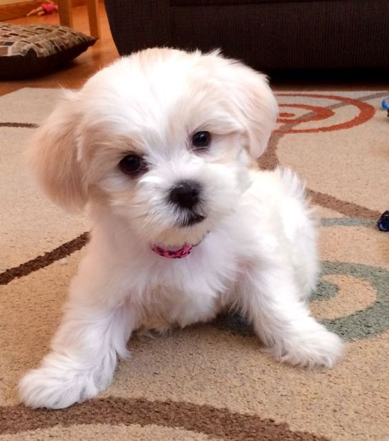 A Shima puppy lying on the carpet