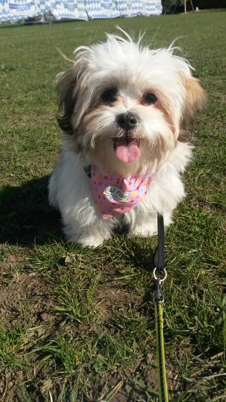 A Mal-Shi dog sitting on the grass at the park