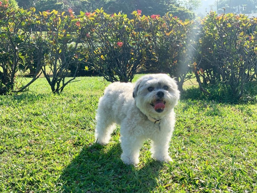 A Mal-Tzu standing on the green grass while smiling