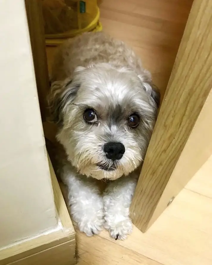 A Malti Tzu dog lying in between the door opening