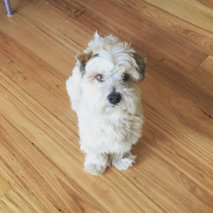 A Malti Tzu dog sitting on the floor