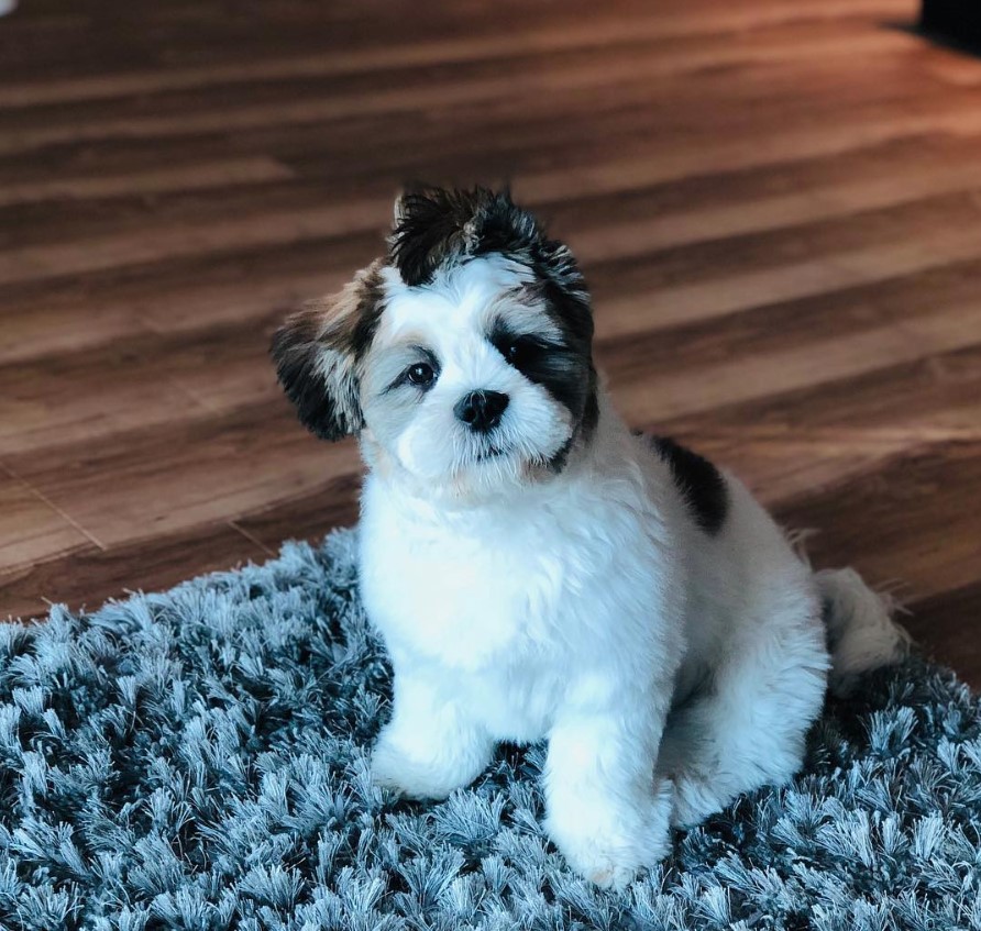 A Shima dog sitting on the carpet