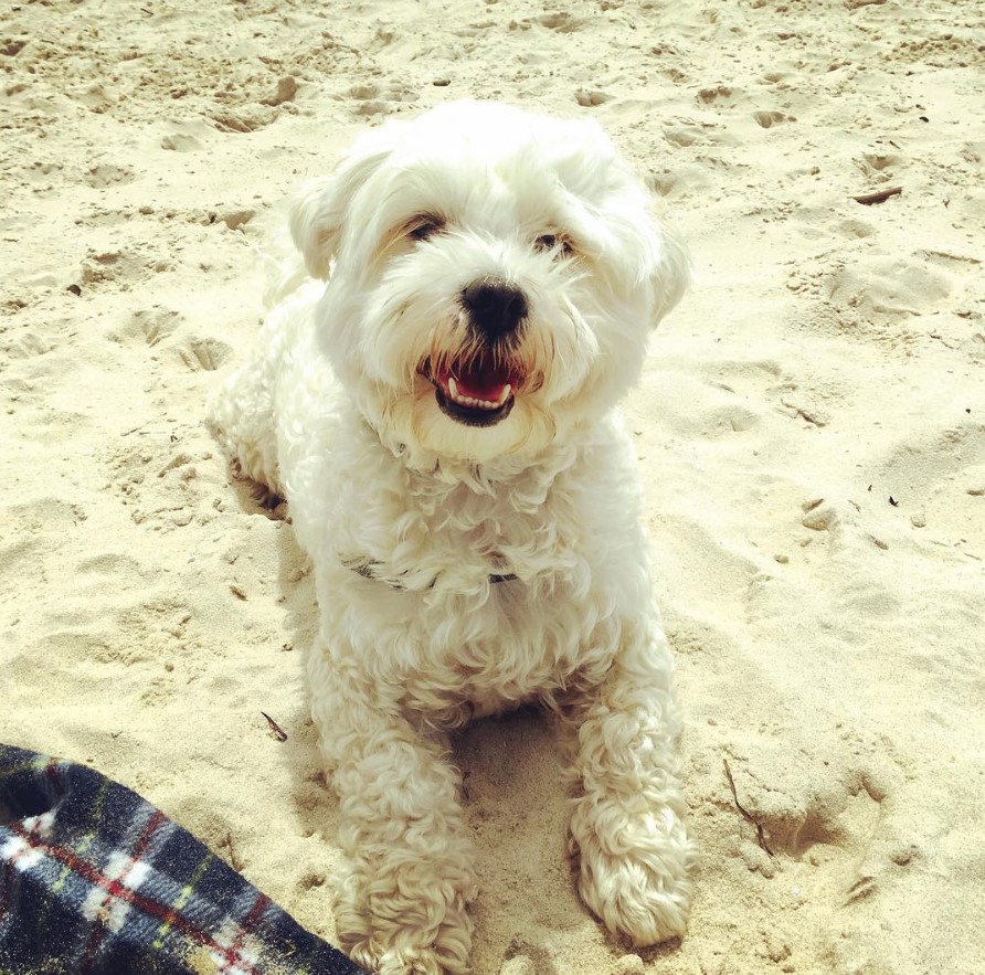 A Malti Tzu lying in the sand while smiling